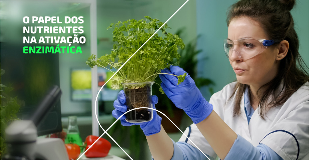 O Papel Dos Nutrientes Na Ativação Enzimática Blog